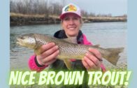 Fishing For Brown Trout On The Clearwater River!